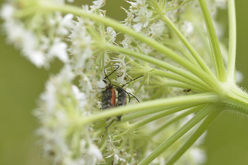 Anastrangalia sanguinolenta - Coleoptera Cerambycidae