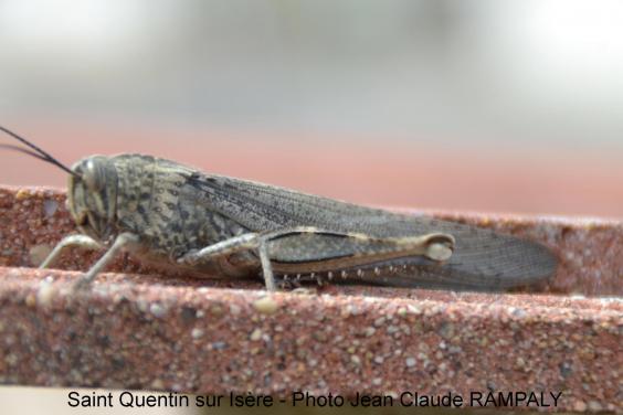 3 st quentin sur isere jean claude rampaly
