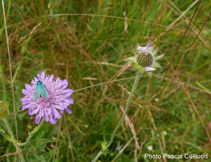 Adscita mannii - Lepidoptera Zygaenidae