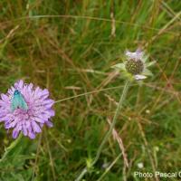 Adscita mannii - Lepidoptera Zygaenidae
