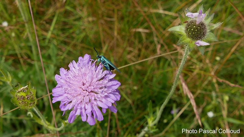 Adscita mannii - Lepidoptera Zygaenidae