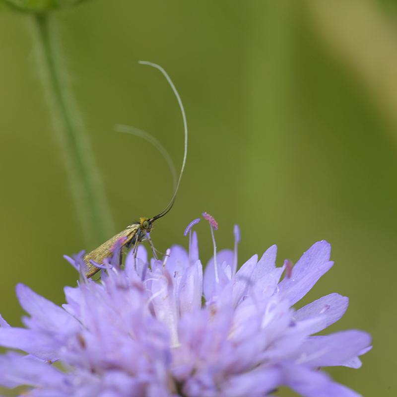 Adela reaumurella - Lepidoptera Adelidae