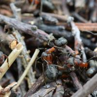 Formica (coptoformica) sp.