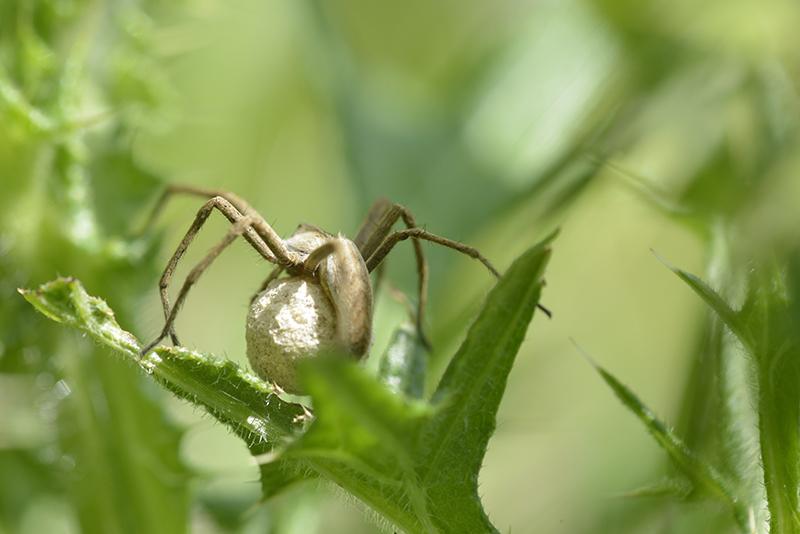 Pisaura mirabilis avec cocon ovigère - Aranea, Pisauridae