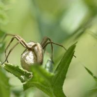 Pisaura mirabilis avec cocon ovigère - Aranea, Pisauridae