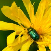 Crypotocephalus sericeus