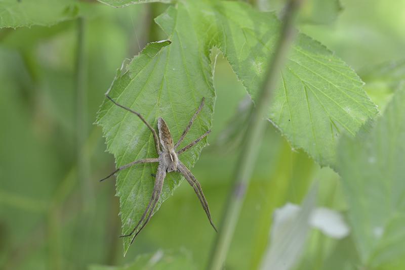 Pisaura mirabilis - Aranea, Pisauridae