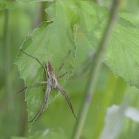 Pisaura mirabilis - Aranea, Pisauridae