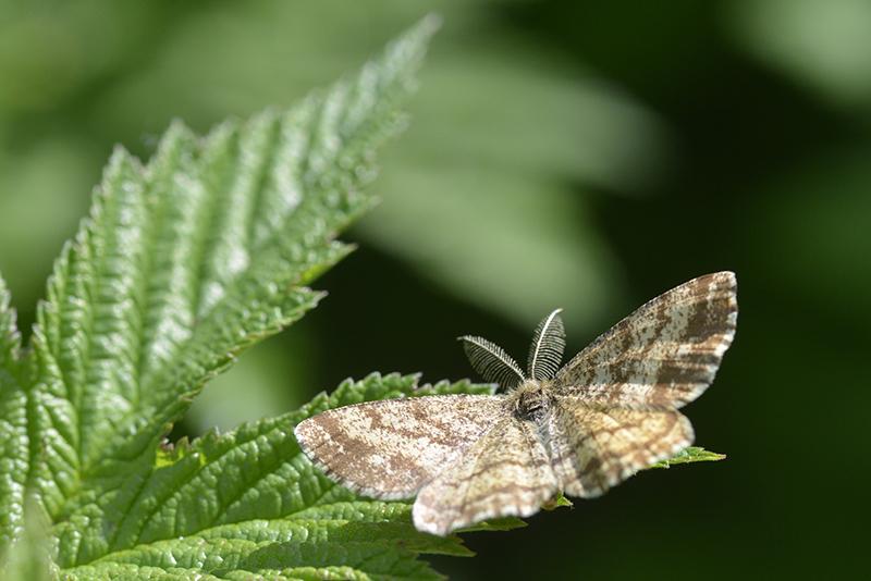 Ematurga atomaria ♂ Lepidoptera, Geometridae