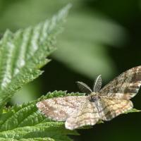 Ematurga atomaria ♂ Lepidoptera, Geometridae