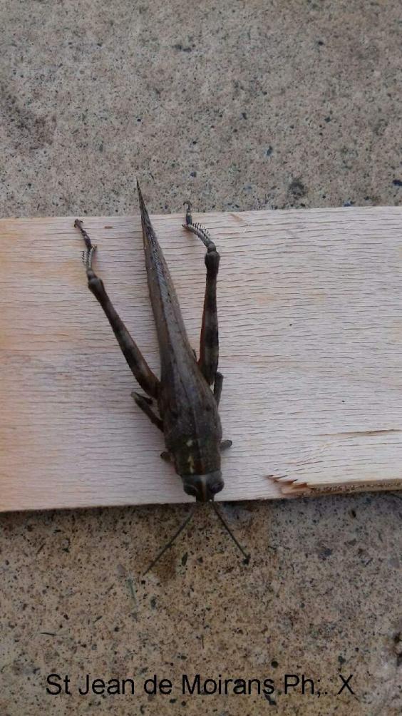 4 st jean de moirans mme x