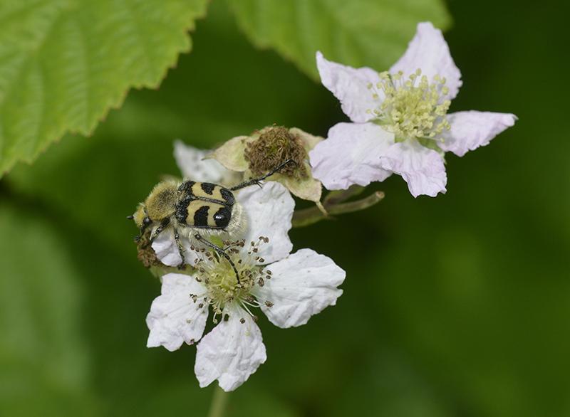 Trichius fasciatus - Coleoptera, Scarabeidae