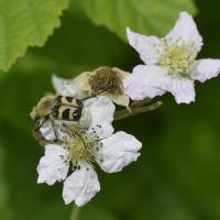 Trichius fasciatus - Coleoptera, Scarabeidae