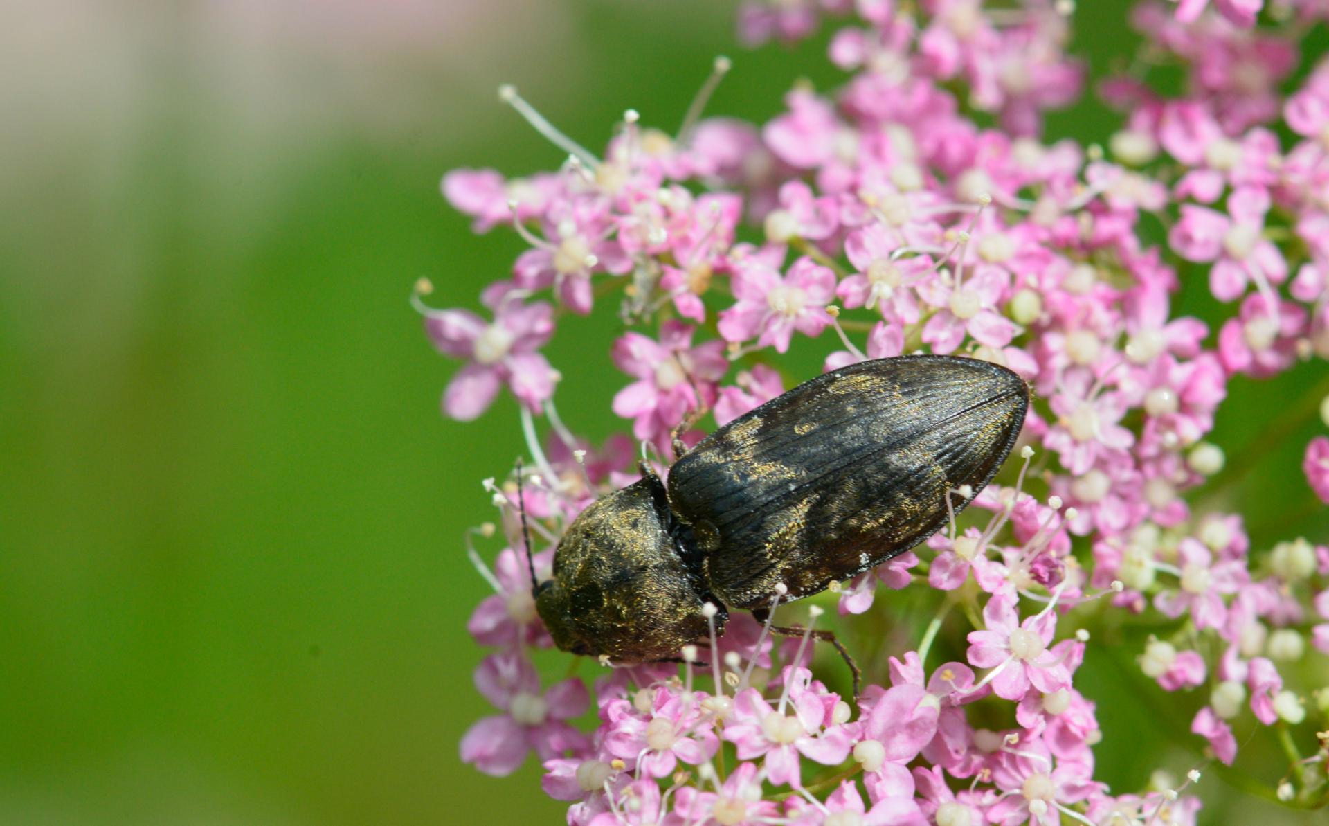 Prosternon tesselatum