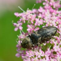 Prosternon tesselatum