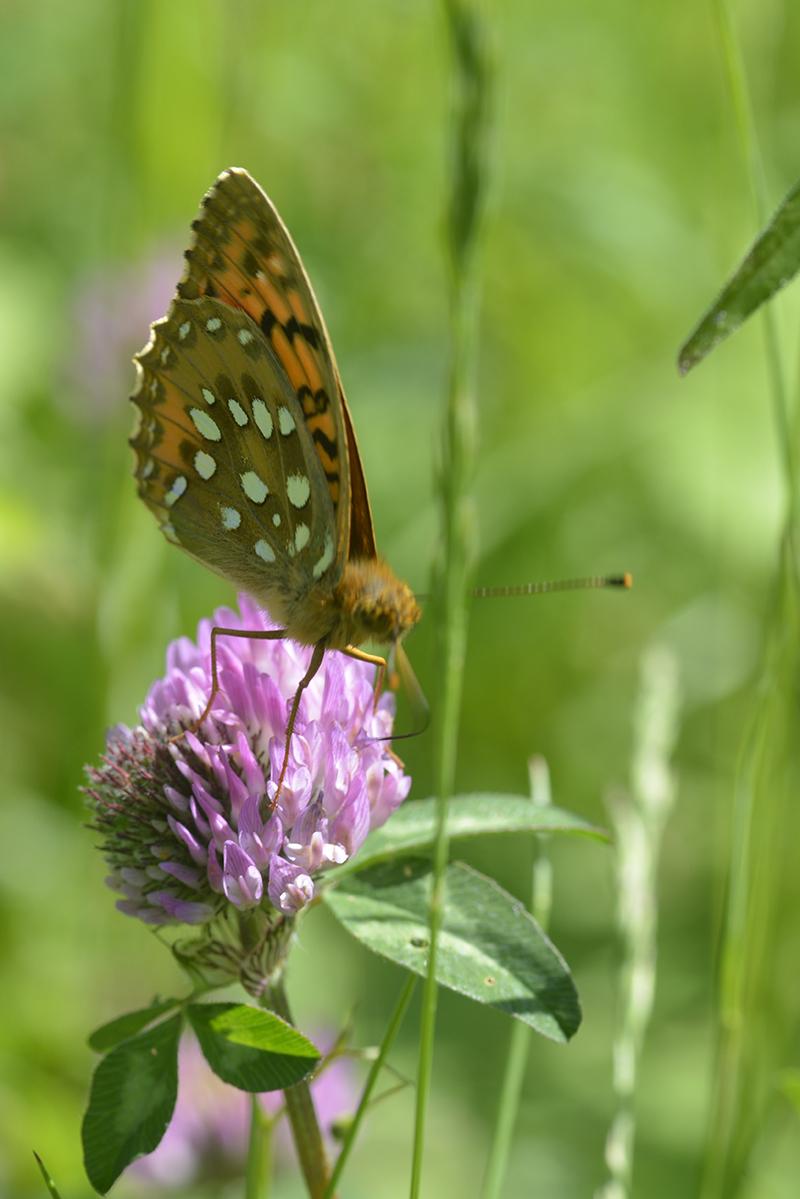Argynnis adippe, Lepidoptera, Nymphalidae