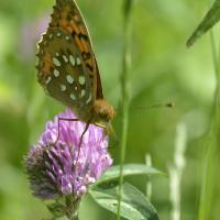 Argynnis adippe, Lepidoptera, Nymphalidae