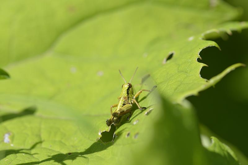 Miramella alpina, larve, Orthoptera, Acrididae