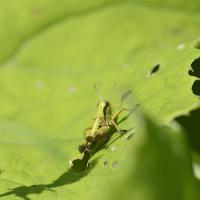 Miramella alpina, larve, Orthoptera, Acrididae