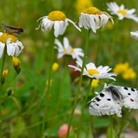 Parnassius apollo
