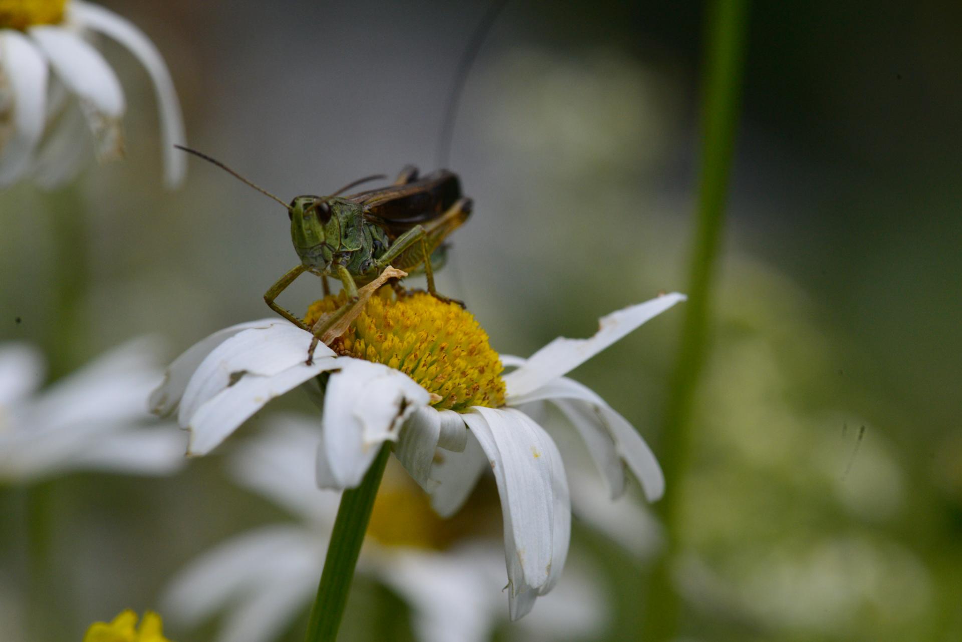 Stauroderus scalaris scalaris