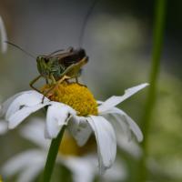 Stauroderus scalaris scalaris