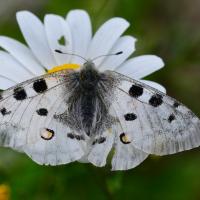 Parnassius apollo