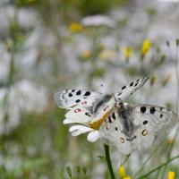 Parnassius apollo