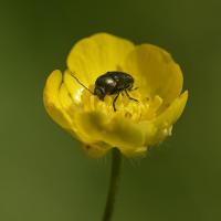 Cryptocephalus sp. Coleoptera, Chrysomelidae