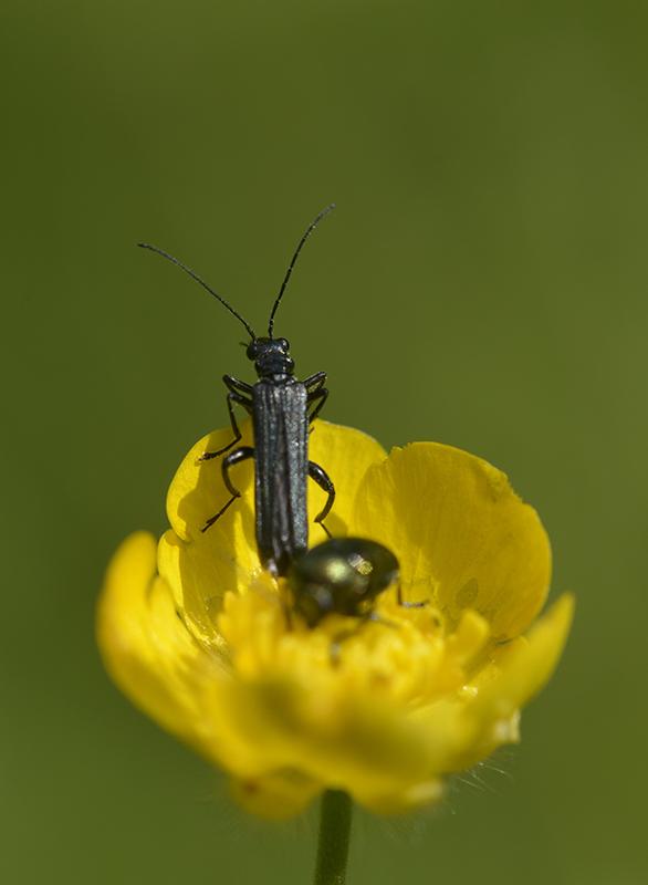 Oedemera virescens ♂ - Coleoptera, Oedemeridae