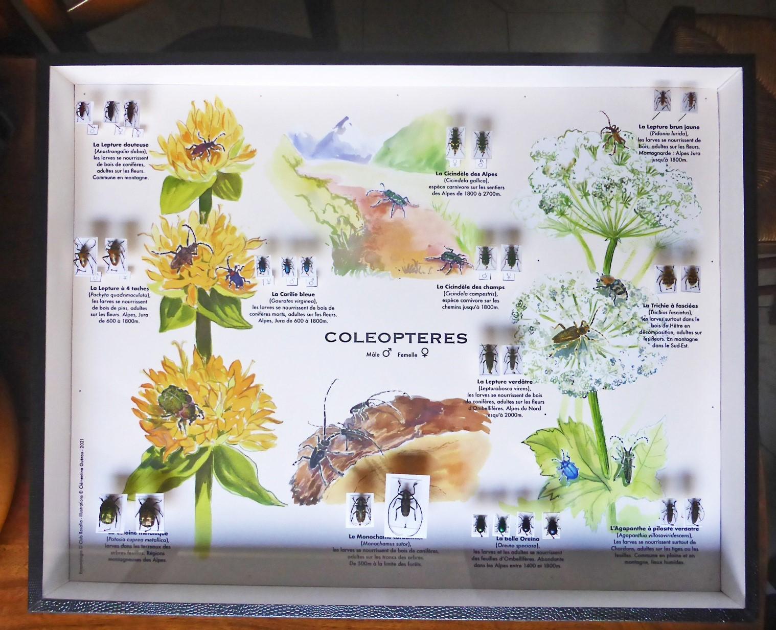Boite coleopteres
