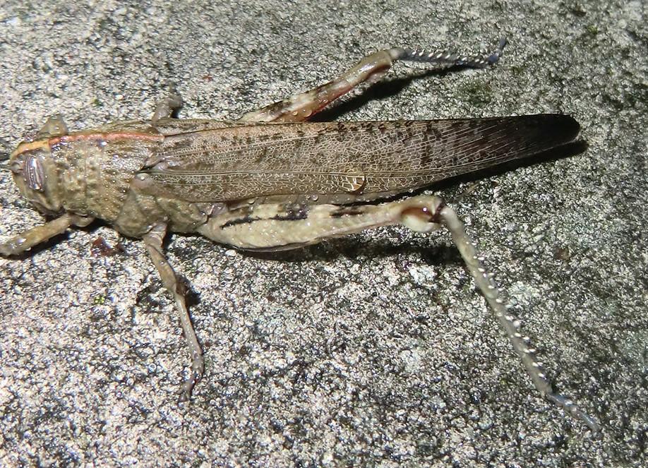 Detail anacridium aegyptium orthoptera caelifera acrididae colombe 38 21 xii 2020 photo p collioud