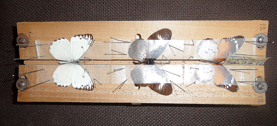 Etalage de papillons