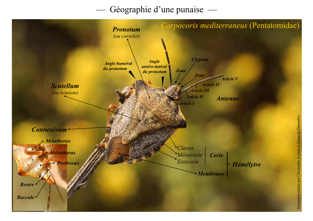 Geographie d une punaise