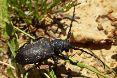 P1010399 lamia textor