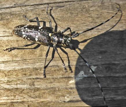 P1130849 monochamus sartor lac du luitel
