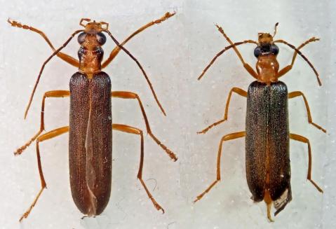 P3010403 nacerdes xanthochroa carniolica gracilis