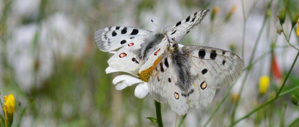 Parnassius apollo lepidoptera papilionidae francois blache cascade des 7 laux val de l eau d olle le rivier d allemont 38