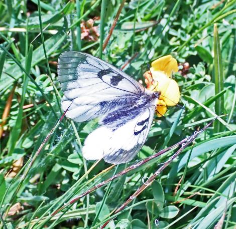 Parnassius mnemosyne gerard collomb 2 07 2019 mont cenis