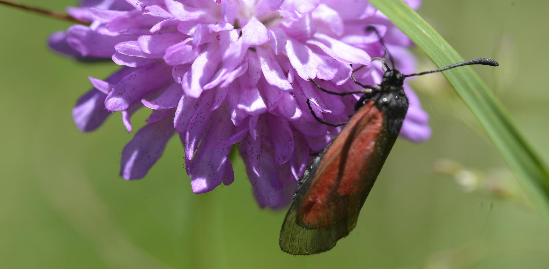 Site zygaena brizae lepidoptera zygaenidae faillefeu prads hte bleone 04 16 vi 2019 recadree