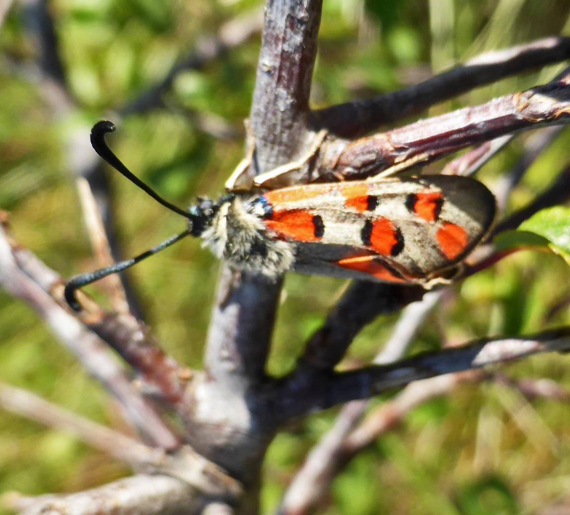 Zygaena rhadamanthus ssp grisea f gerard collomb 1 06 2019 saint etienne fontbellon 07